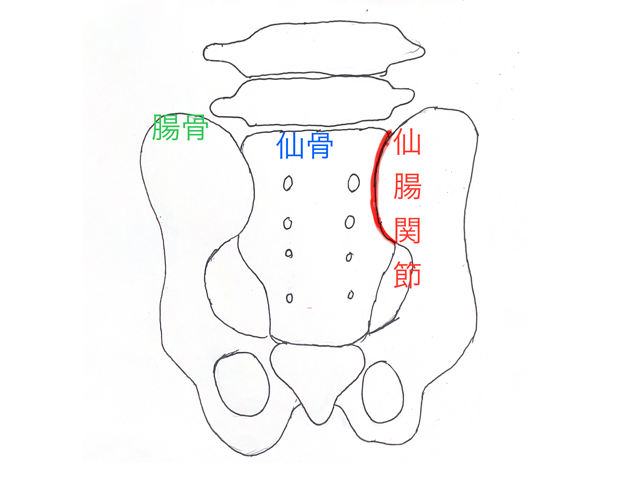 仙腸関節図