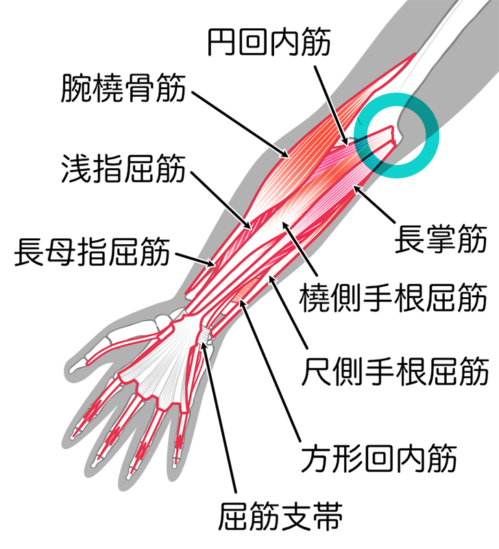 肘周辺の筋肉図